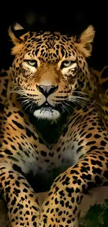 Majestic leopard resting on a rock under a dark background.