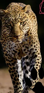 Leopard prowling in its natural habitat with focused gaze.