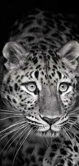 Majestic black and white leopard portrait mobile wallpaper.