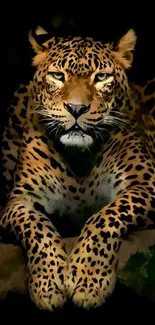 Leopard lying in the dark, showcasing its majestic appearance against a black backdrop.