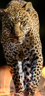 Leopard confidently walking through vibrant flames in nature.