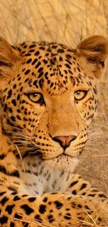 Leopard lying in golden grass, staring intently.