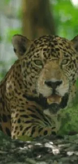 Majestic leopard resting in lush jungle setting, creating a unique and captivating background.