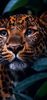 A majestic leopard peering through jungle foliage, creating a striking image.