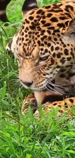 Majestic leopard resting in green jungle grass.