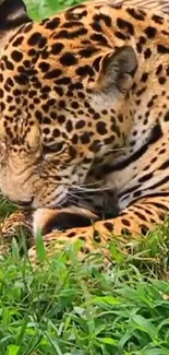 Leopard resting in lush green grass.