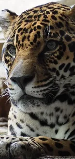 Majestic leopard resting on rocks in natural setting.