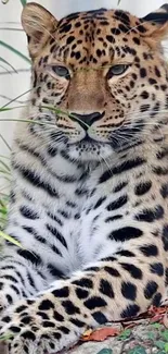 Majestic leopard resting among foliage in natural habitat.