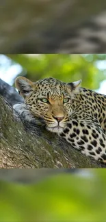 Majestic leopard resting on a tree in a forest.