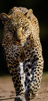 Majestic leopard walking gracefully in natural habitat.