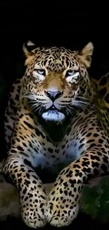 Majestic leopard resting against a dark background.