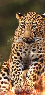 Majestic leopard sits amid the natural forest setting.