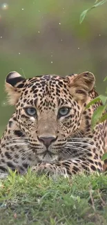 Leopard lying in the grass, staring directly ahead amidst a lush green setting.