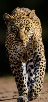 Leopard confidently walking in natural jungle setting.