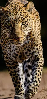 Leopard walking towards camera in jungle.