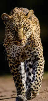 Majestic leopard walking confidently in natural habitat.