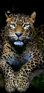 A majestic leopard in a powerful pose on a sleek black background for mobile wallpaper.