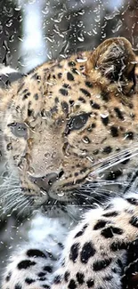 Close-up of a majestic leopard lying down, showcasing its spotted fur.