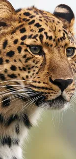 Majestic leopard gazing in portrait, vibrant pattern.