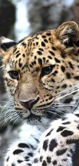 Close-up of a majestic leopard resting with sharp features visible.