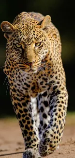 Majestic leopard walking confidently on natural terrain, showcasing stunning spots.