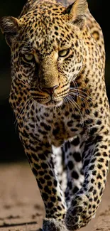 Leopard walking confidently toward camera, showcasing stunning detail.