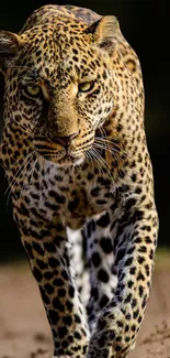 Majestic leopard walking on a path, radiant in golden brown shades.