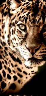 Close-up of a majestic leopard with detailed patterns.