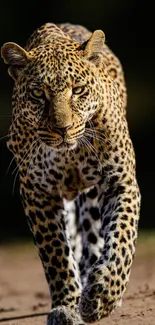 Leopard walking on sandy path in the wild, captured in stunning detail.