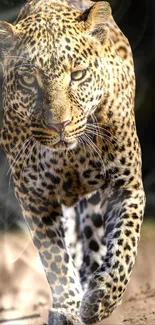 Majestic leopard walking forward in natural setting.