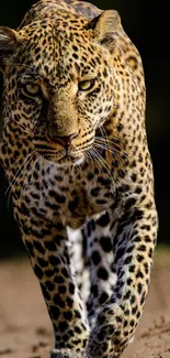 Majestic leopard walking on a jungle path.