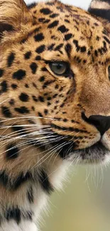 Close-up of a majestic leopard with striking spots in natural light.