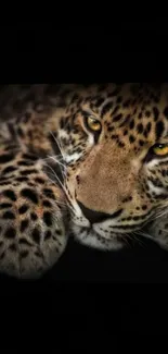 Close-up of majestic leopard resting, showcasing golden-brown fur and fierce eyes.