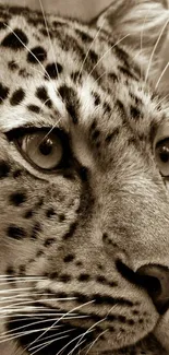 Close-up of a leopard in sepia tone.