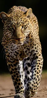 Leopard walking towards the camera, showcasing its fierce beauty.