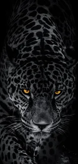 Majestic leopard with glowing eyes in grayscale wallpaper