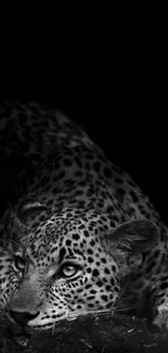 Black and white leopard lying on ground, with a dark enigmatic backdrop.