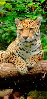 Majestic leopard resting on a tree branch surrounded by jungle greenery.