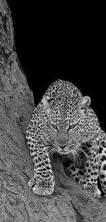 Majestic leopard climbing a tree in monochrome.