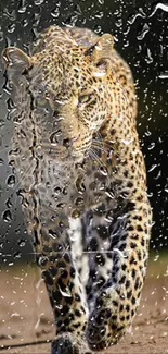 Majestic leopard walking on a dirt path in natural habitat.