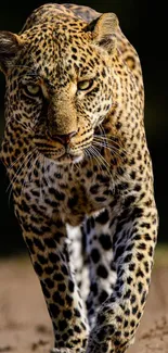 Majestic leopard walking in a natural setting, captured in stunning detail.