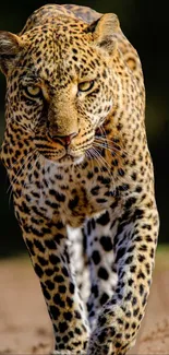 Majestic leopard walking on a dirt path, captured in stunning detail.