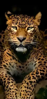 Majestic leopard resting with piercing gaze on golden brown coat.