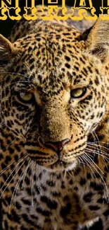 Majestic leopard staring intensely on a vibrant mobile wallpaper.