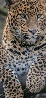 Close-up of a leopard resting on a tree branch in a natural setting.