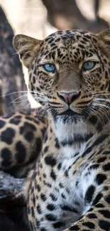 Close-up of a majestic leopard with striking blue eyes.