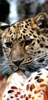 Close-up of a leopard lying down with a blurred background.