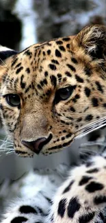 Close-up of a leopard with spotted golden brown fur in the wild.