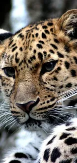 Close-up of a leopard showcasing its striking features and fur pattern.