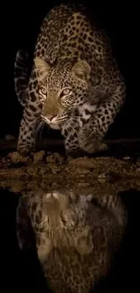 Leopard with reflection in dark background wallpaper.